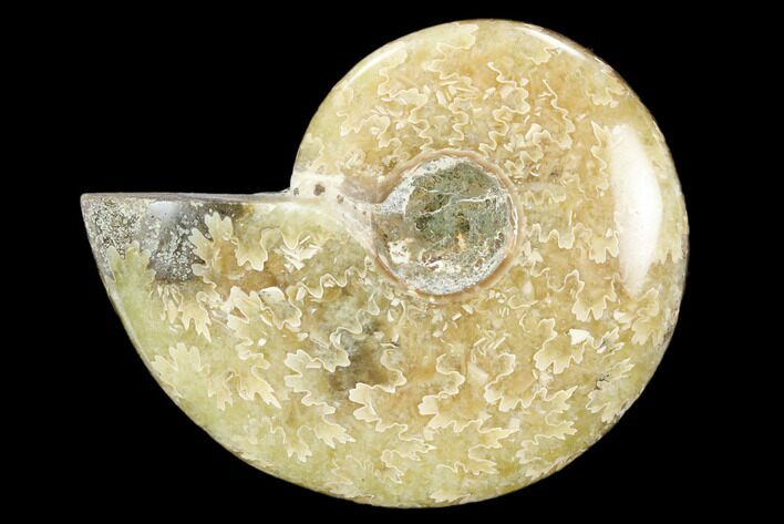 Polished, Agatized Ammonite (Cleoniceras) - Madagascar #119096
